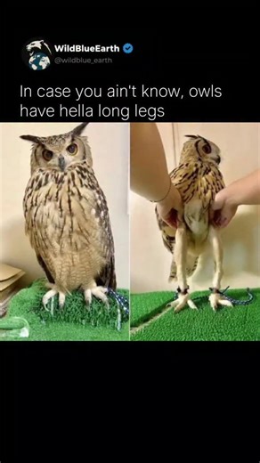 WildBlueEarth | Owls actually have long legs and the internet still is not ready for that reality. What most people think is a compact round body is really... | Instagram