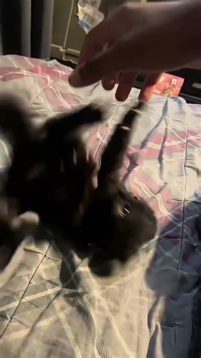 Too Cute Kittens 😭🐱 #cats #cute #adoreble