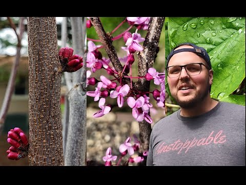Planting A Redbud Tree // The Humble Gardener