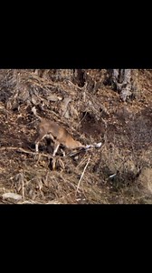 Bukharan Urial-551 yards-7mm PRC-Gunwerks Rifle-Revic Scope-What more can I say? Love you Gunwerks! Gunwerks #gunwerks #gunwerked | J Alain Smith