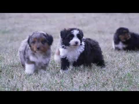 Mary Miller's Mini Aussiedoodle Puppies