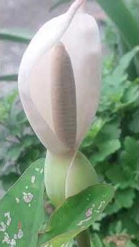 Caladium bicolor plant, also commonly known as the "Heart of Jesus". 