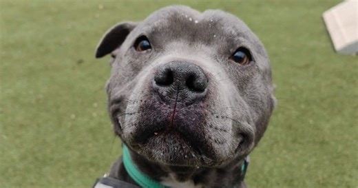 Shadow one of several dogs in a rising costs-hit shelter