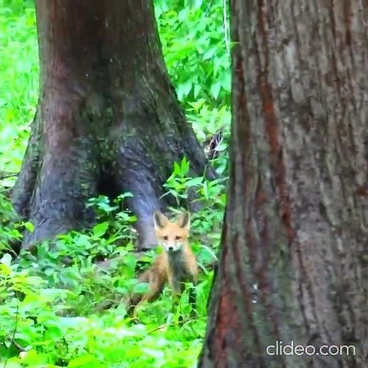 Cat in nature. Fox vs cat.