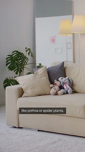 Indoor Gardening For Beginners