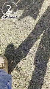 Carpet python from springwood | Harrison's Gold Coast and Brisbane Snake Catcher