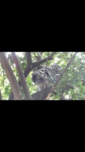 Spotted Eagle Owl Mother Opens Her Wing for a Beautiful Feather Stretch