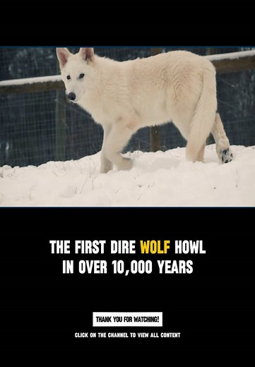 The first fire wolf howl in over 10,000 years #unitedstates #animals #leanontiktok #wolf
