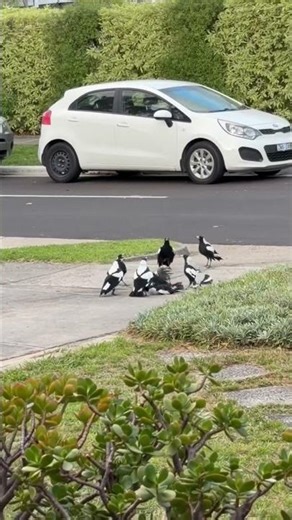 Why Were These Magpies Fighting Strange Bird Behavior Caught on Camera | Bird War Magpies