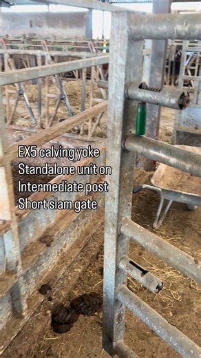Joe Crust on Instagram: "Old video, but it’s been sent to a lot of people, so thought it was best becoming a reel to follow the previous. You’ll see the rhetoric. This is my preferred setup. Standalone yoke on a post. Short spring latch gate then hinges off said post, to enable front entry to the pen. Pen is formed from 2x concrete panel walls and then has a sheeted door to the rear to enable access to other parts of the building. Enclosing the space cuts the draught and enables light to be focu