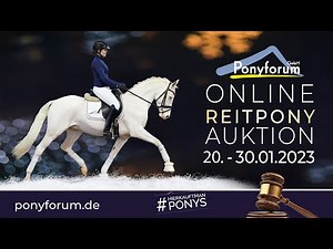 Nexus One Wallach 2019 v. FS Numero Uno / FS Champion de Luxe