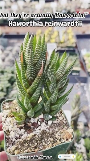 “Amazing Haworthia Varieties You Need to See!” 🌿