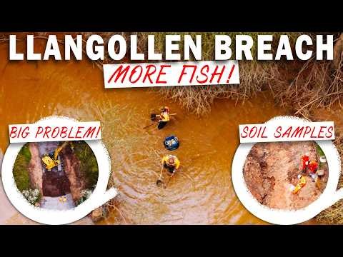 BIG PROBLEM WITH ACCESS ROAD! ANOTHER FISH RESCUE & SOIL SAMPLES AT LLANGOLLEN CANAL BREACH!