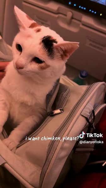From JKT to Texas 🇮🇩✈️🇺🇸 A very long journey to my new home. Here’s to a new adventure and a whole new chapter. #lokansn #diaryofloka #turkishairlines #cat #fyp
