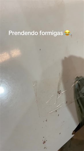 Como Acabar Com Formigas Em Casa: Dicas e Truques
