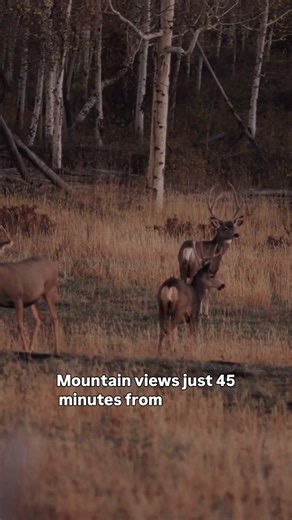 This Ranch Is Absolutely Covered in Elk 🦌