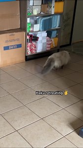 Friendly Noodles on Reels