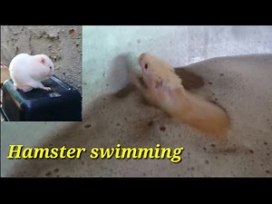 Hamster swimming. Hamster bathing, Hamster in water, hamster winter funny video. pet