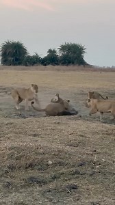 79K views · 113 reactions | Group of Lions Attacking a Crocodile Intense Wildlife Battle 女 #PredatorVsPredator #WildlifeEncounter #AnimalBehavior #NatureDocumentary | Tvpchapadinha | Facebook
