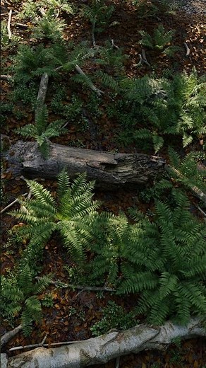 Hyper Realistic Forest in Blender 🌲 | Full Tutorial