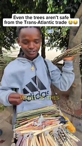 Miswak is a natural teeth-cleaning stick made from the Salvadora persica tree, used for centuries across Africa. Many Africans still use miswak daily without toothpaste, and studies show it helps prevent cavities, whiten teeth, and support gum health often outperforming modern toothbrushes. #cavities #toothbrush #teethwhitening | Healthy living