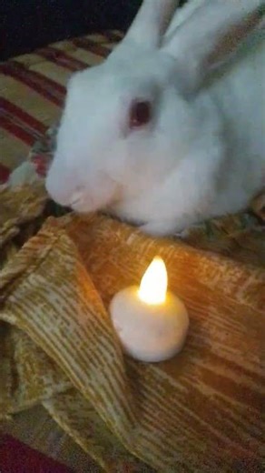 #cute #rabbit #bunny @ snow the banny 😍🤩 and Rabbit