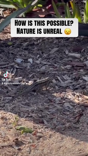 #CapCut #MemeCut I’ve been waiting on this moment my whole life | sailfin dragon lizard fire