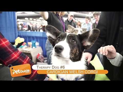 Top 10 Best Therapy Dog Breeds