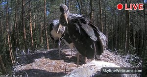 【LIVE】 Live Cam Black Storks - Estonia | SkylineWebcams
