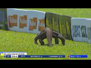 The Unexpected Guest: Monitor Lizard Spotted Roaming SSC Cricket Grounds