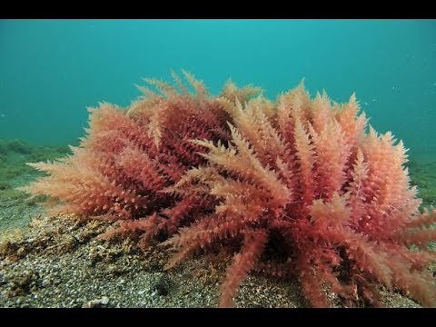 Introduction to Red Algae -Rhodophyta