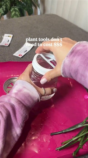 dollar tree plant hack for cuttings 🌱🙌🏼 indoor plant care tips, houseplants, water propagation