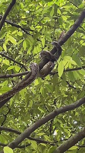 28K views · 174 reactions | Reticulated phyton #winter #snow #nature | JEJAK SI ADEN REAL | Facebook