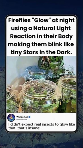 Fireflies Glow Like Tiny Stars at Night!!