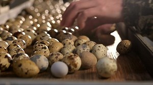Worker Sorting Eggs Stock Footage Video (100% Royalty-free) 1043061604 | Shutterstock