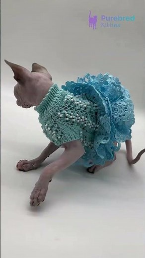 Adopt Nicole: The Canadian Sphynx Kitten! 💙 Blue Tortoise Mink & Hypoallergenic #SphynxKitten