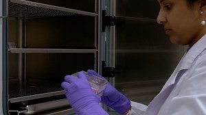 Rapid reconstruction of infectious bronchitis virus expressing fluorescent protein from its nsp2 gene based on transformation-associated recombination platform - Watch Related Videos