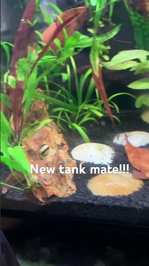 Snail!#fishtank #aquarium