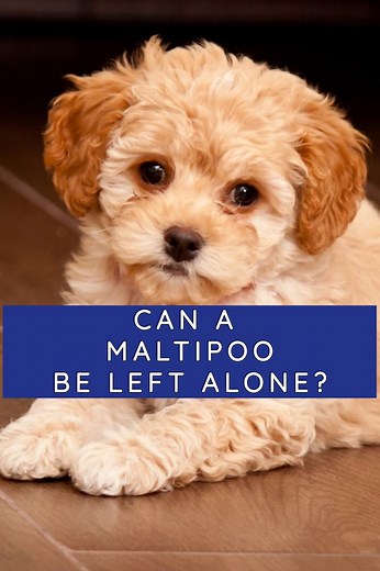 Can a Maltipoo be Left Alone? - Everything You Must Know!