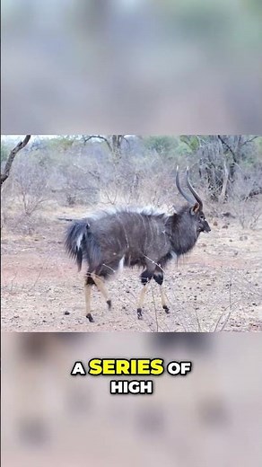 Discover the Amazing Springbok Nature’s Jumping Marvel