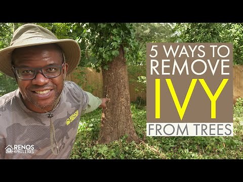 How to Remove Ivy from Trees