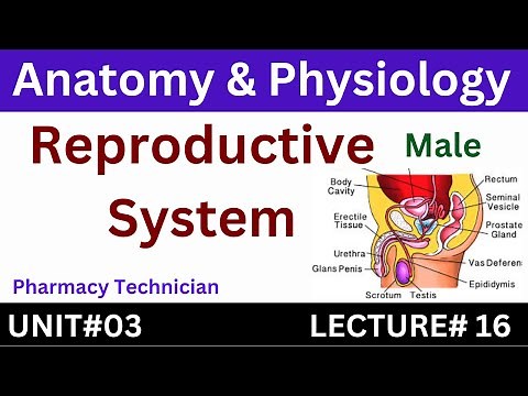Male Reproductive System - Anatomy And Physiology