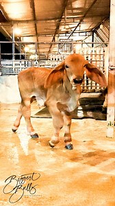 143K views · 2.4K reactions | 22 days old Red Brahman bull at Brownie's Ranch | Biggest Bulls Photography | Facebook