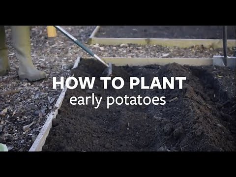 How to plant early potatoes | Grow at Home | Royal Horticultural Society
