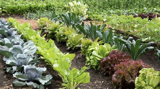 Cultiver des légumes : les meilleurs conseils de jardinage