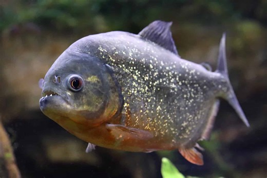 How Strong Piranha Bites Can Tear Through Flesh and Bones