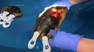 See the zebra shark eggs from Washington state zoo headed for the wild to help the population