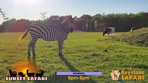 9.7K views · 144 reactions |  Experience our Safari Drive Thru in an all new way! Cruise through the Safari as the sun sets and the animals gently graze.  歷 Saturdays 6pm-8pm with the last vehicle admitted in at 7:15pm. Tickets can only be purchased online at KeystoneSafari.com. We'll see you out there, at the Sunset Safari.煉旅 | Keystone Safari | Facebook