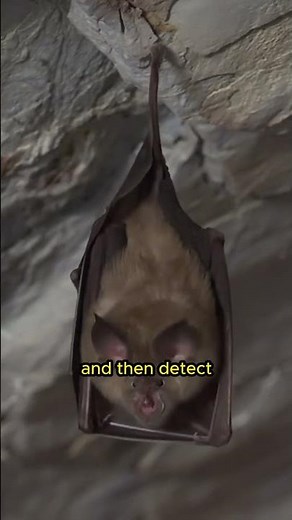 Ultrasonic sound waves in bats #shorts #animals #facts #bats #bat