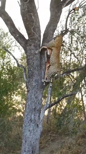 Cheetah Hunts Deer & Climbs Tree 🐆🌳 | Unbelievable Wild Moment#shorts #cheetah #hunting #wildanimals